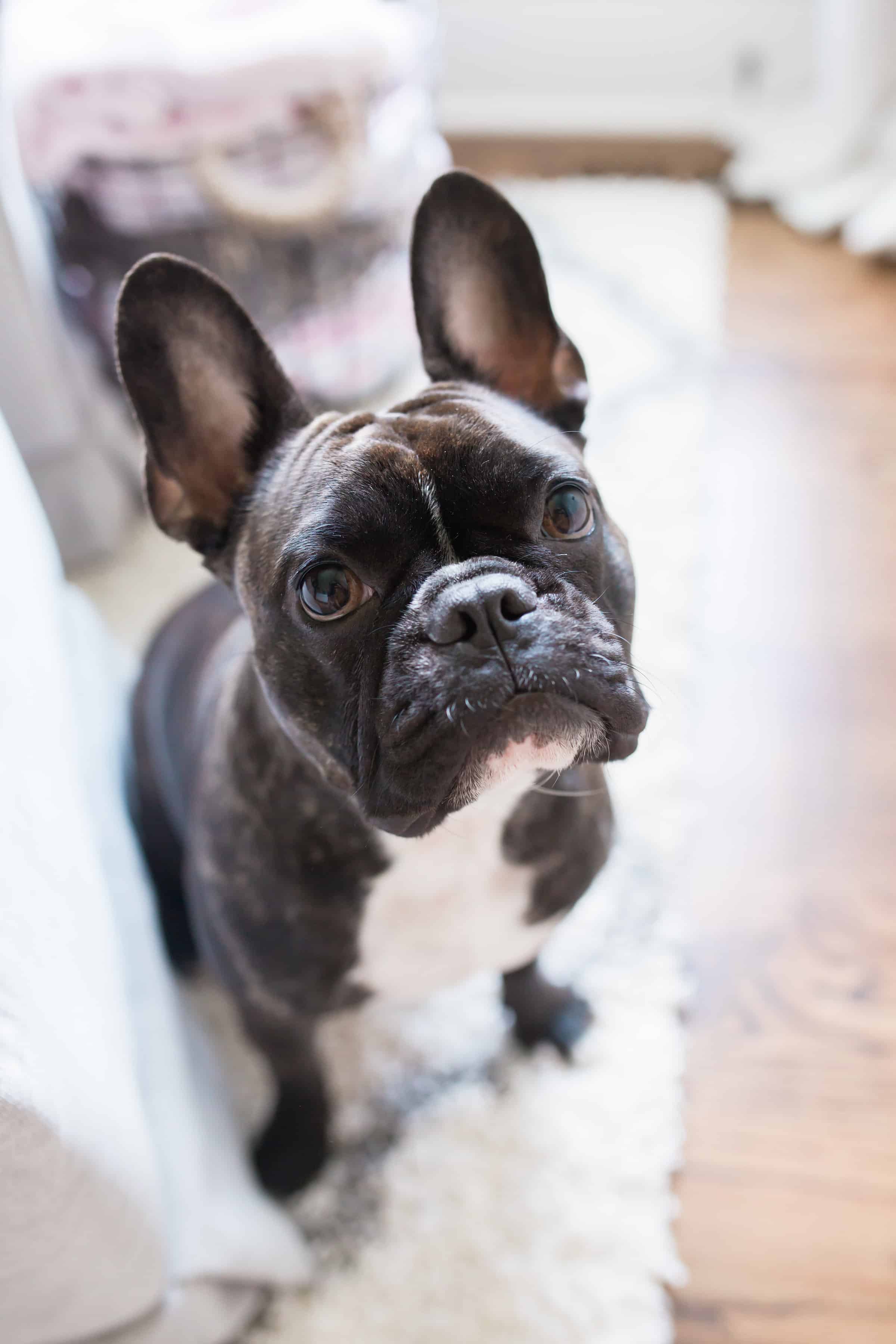 things to know before getting a french bulldog