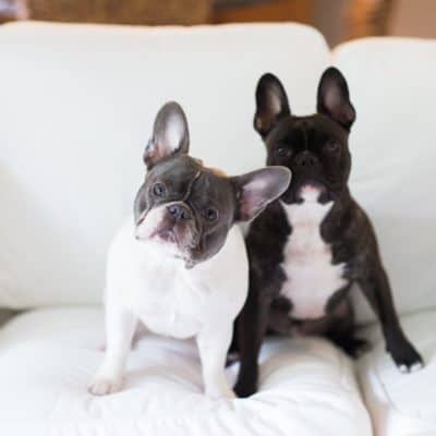 Things to know before getting a French Bulldog