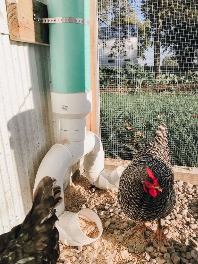 Frenchie Farm: things to know before starting a homestead