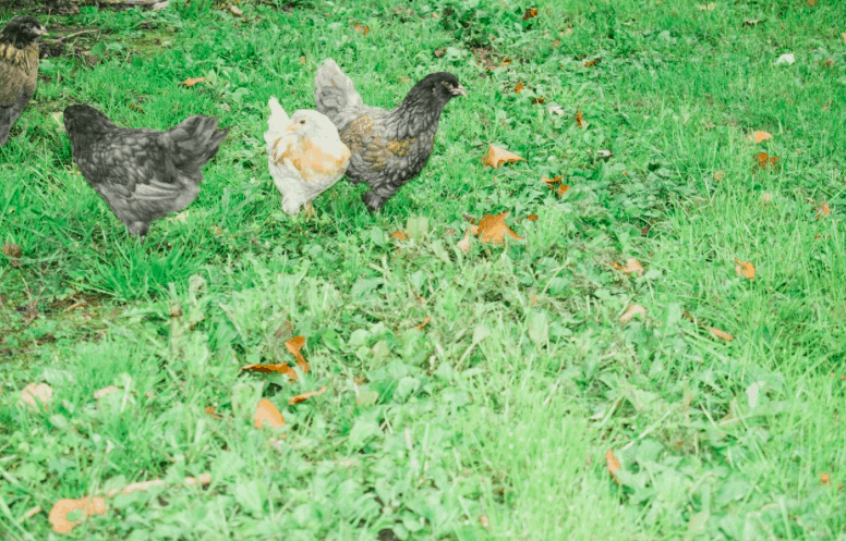 chicken coop improvements