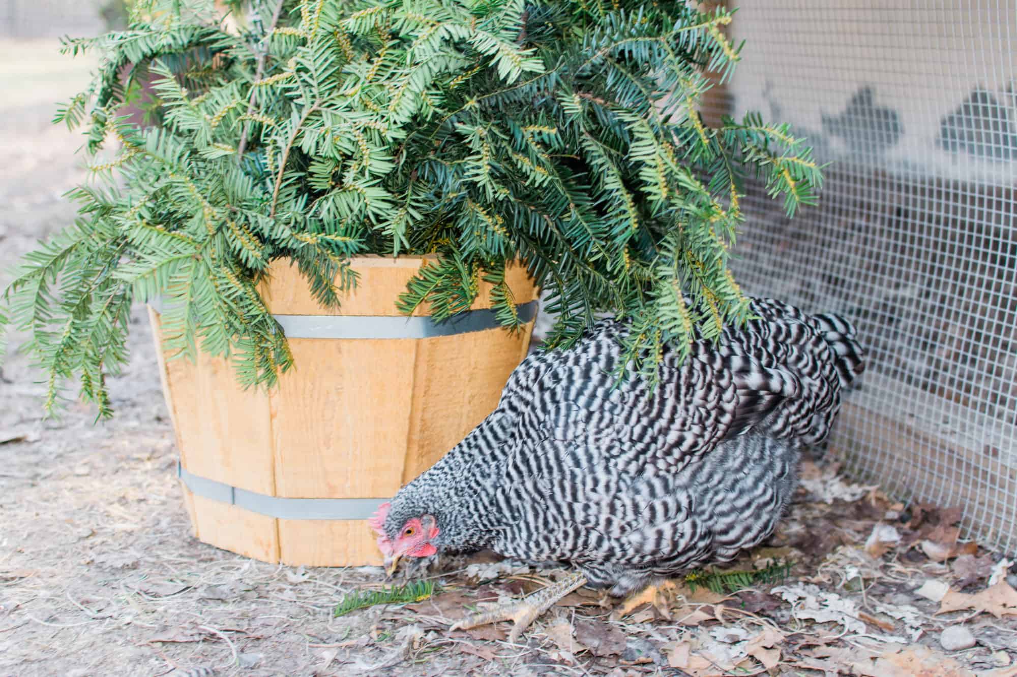 Chicken coop Christmas decorating ideas