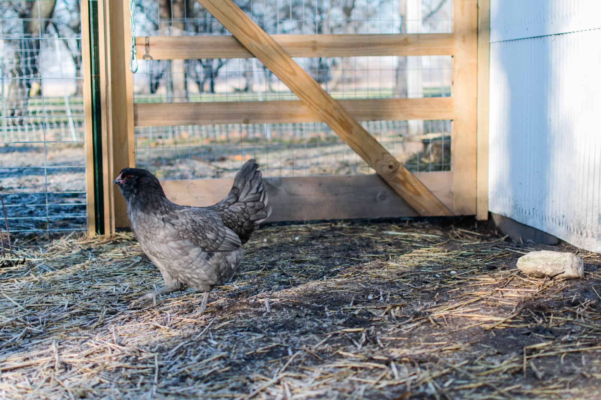 5 reasons to keep backyard chickens