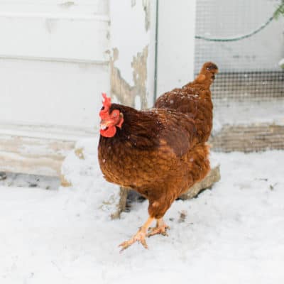 5 reasons to keep backyard chickens (& why you need them NOW!)