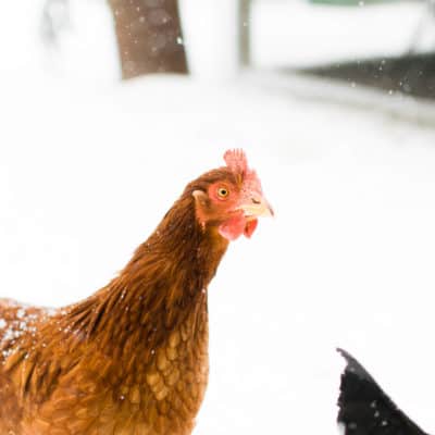 Winter homesteading: what it’s really like