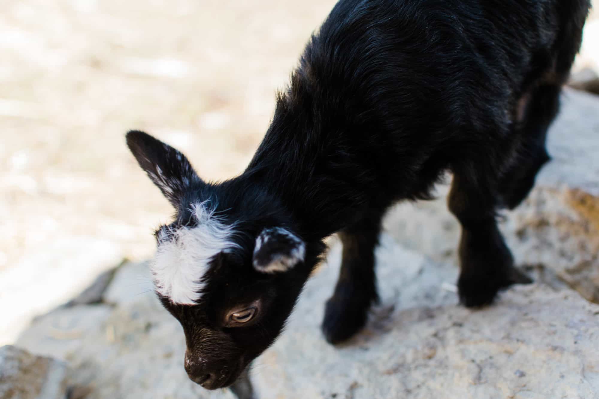 Frenchie Farm goat labor and birth