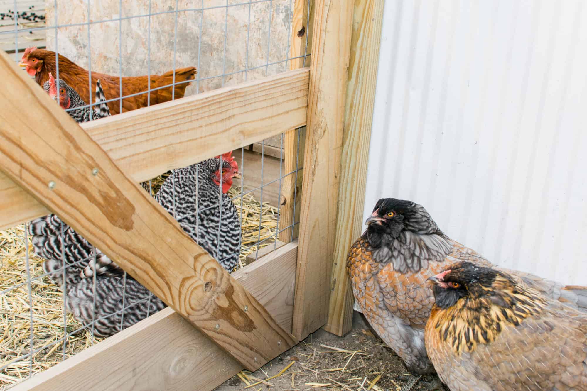 Frenchie Farm DIY chick brooder box ideas