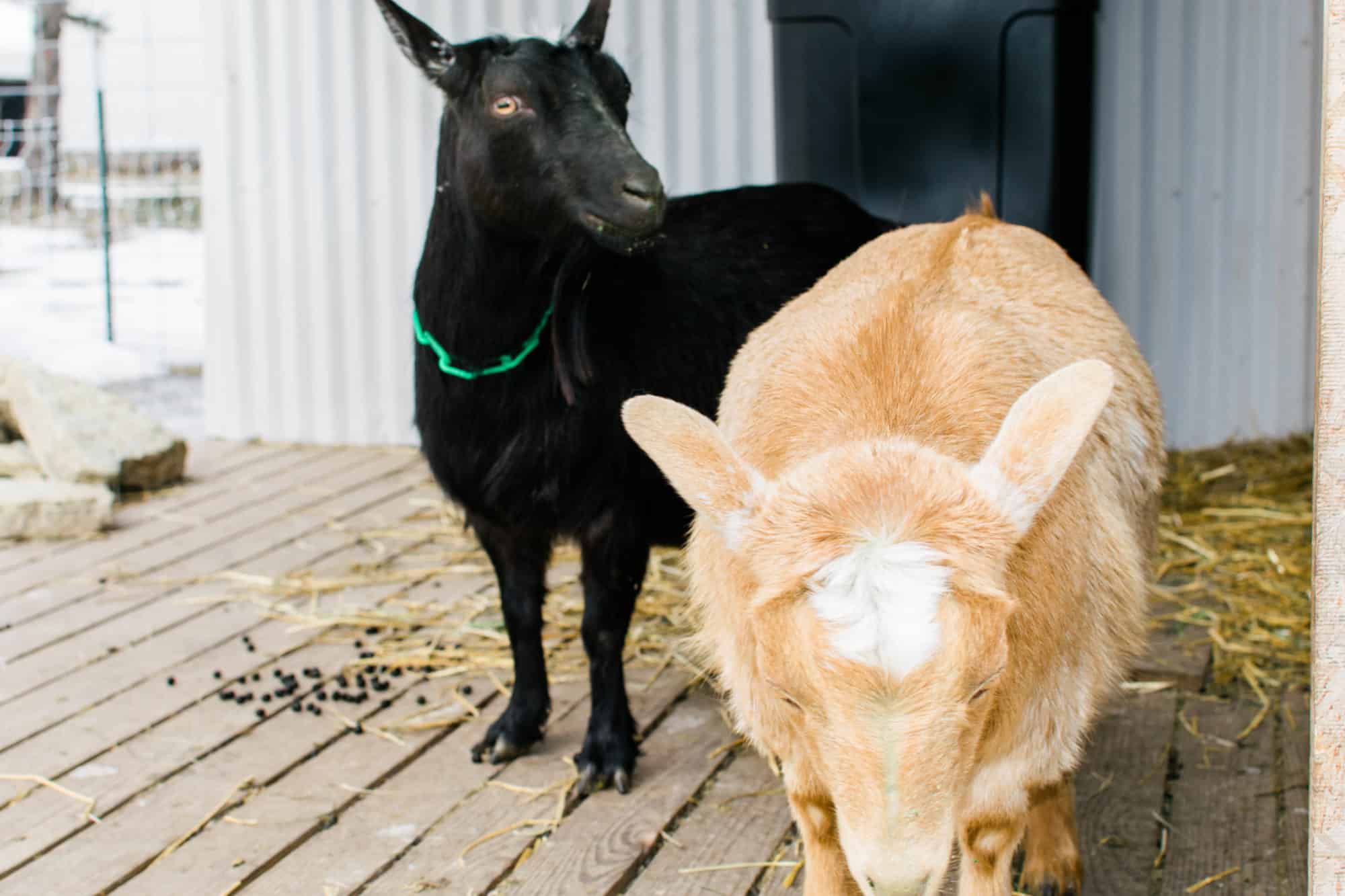 Frenchie Farm Goat kidding supplies & putting together a goat kidding kit