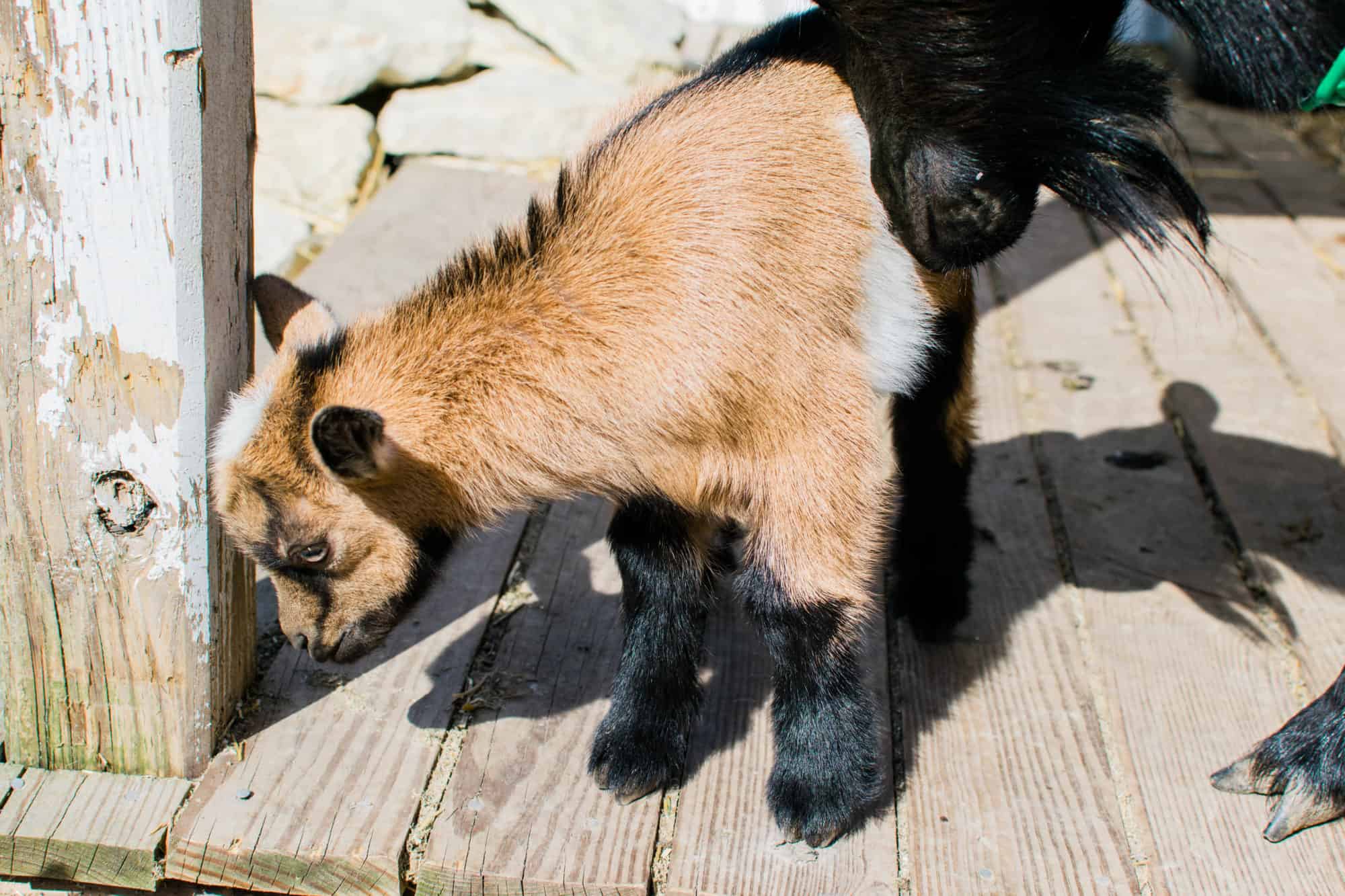 Frenchie Farm cutest baby goats ever