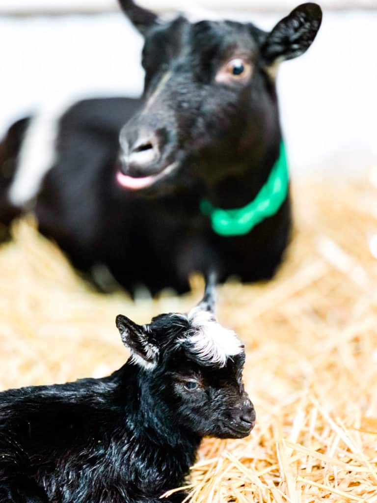 Frenchie Farm: goat labor and birth