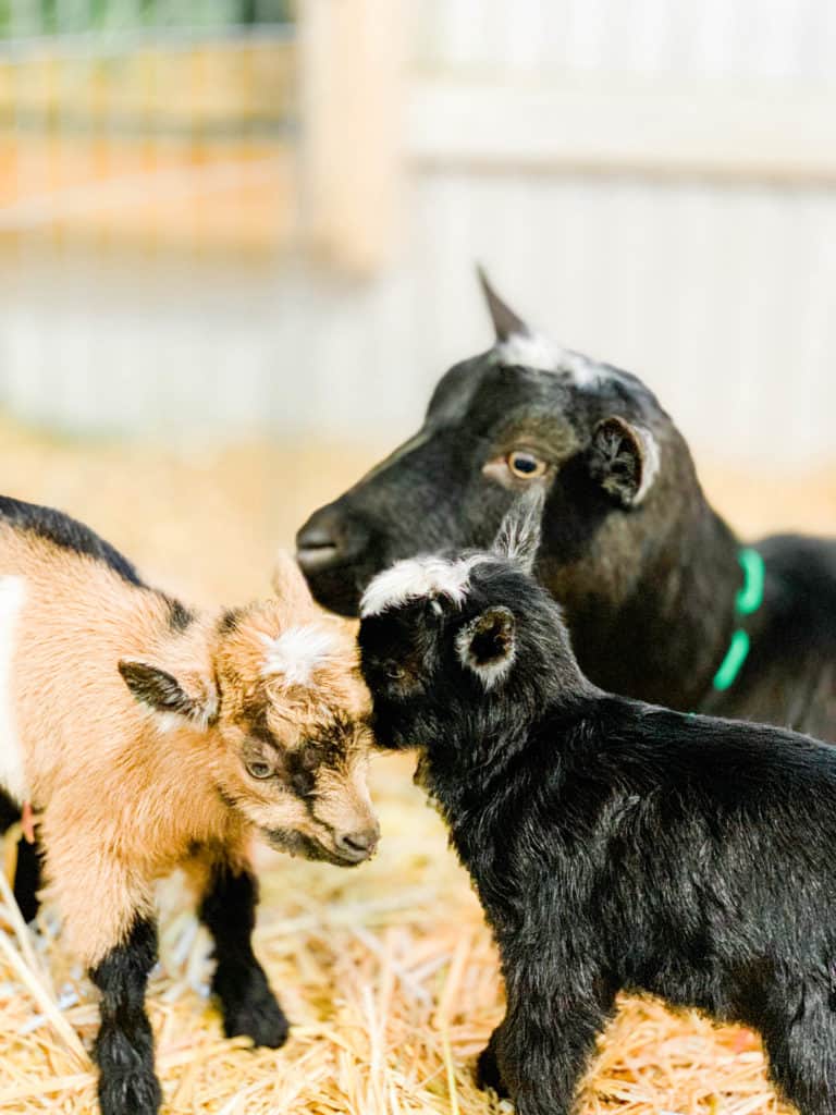 Frenchie Farm: goat labor and birth