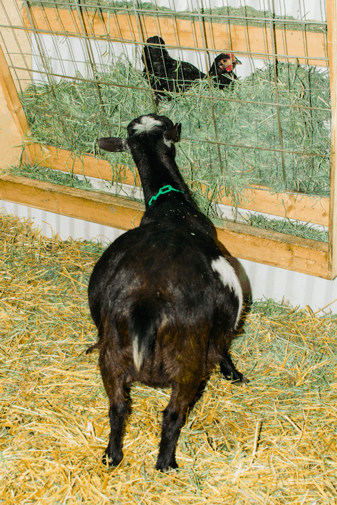 Frenchie Farm Goat kidding supplies & putting together a goat kidding kit