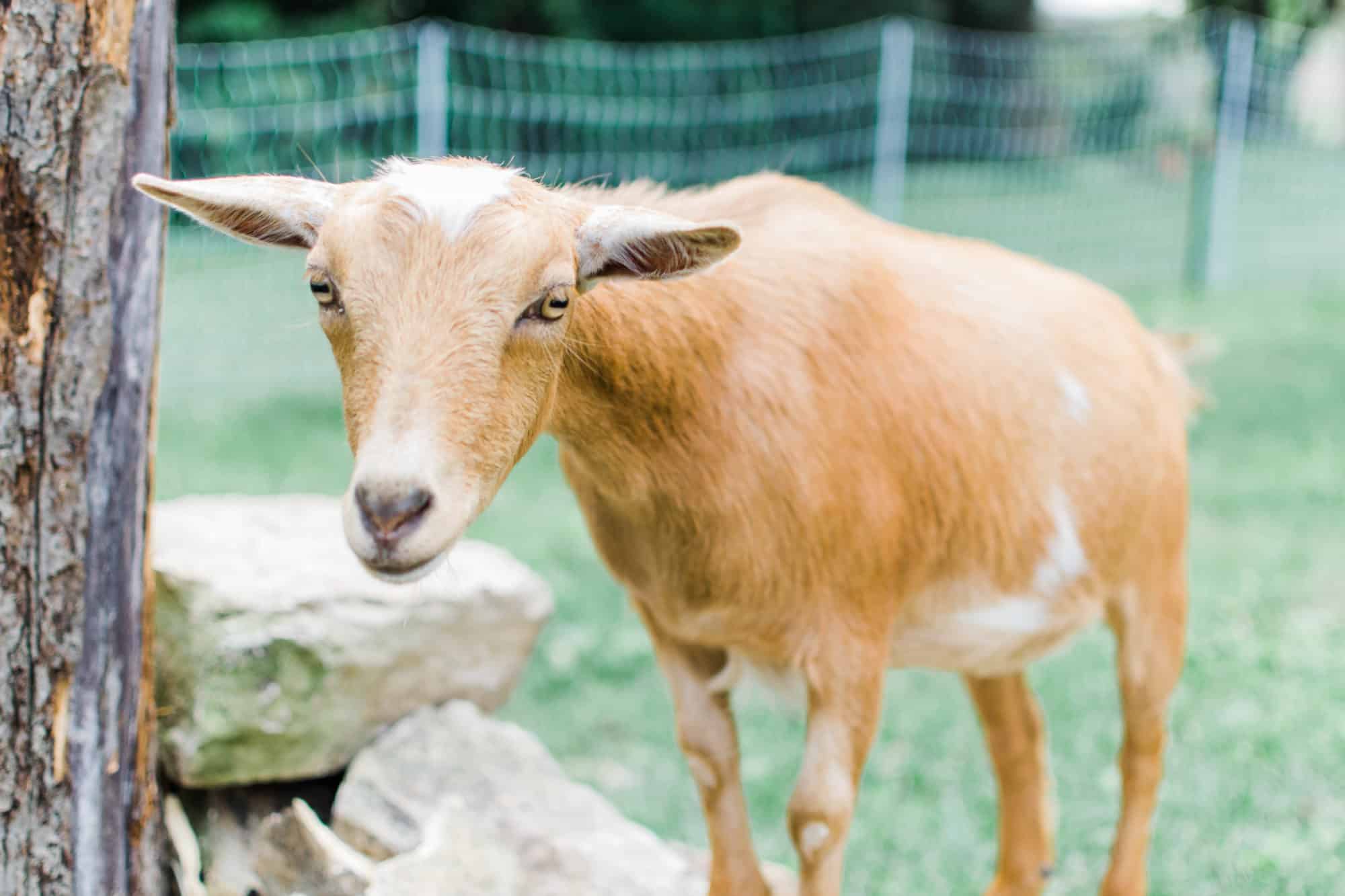 Frenchie Farm tips for buying your first goat