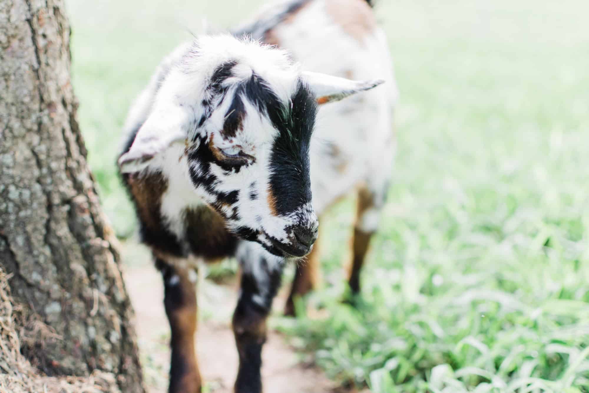 Frenchie Farm Frenchie Farm beginner tips for raising goats