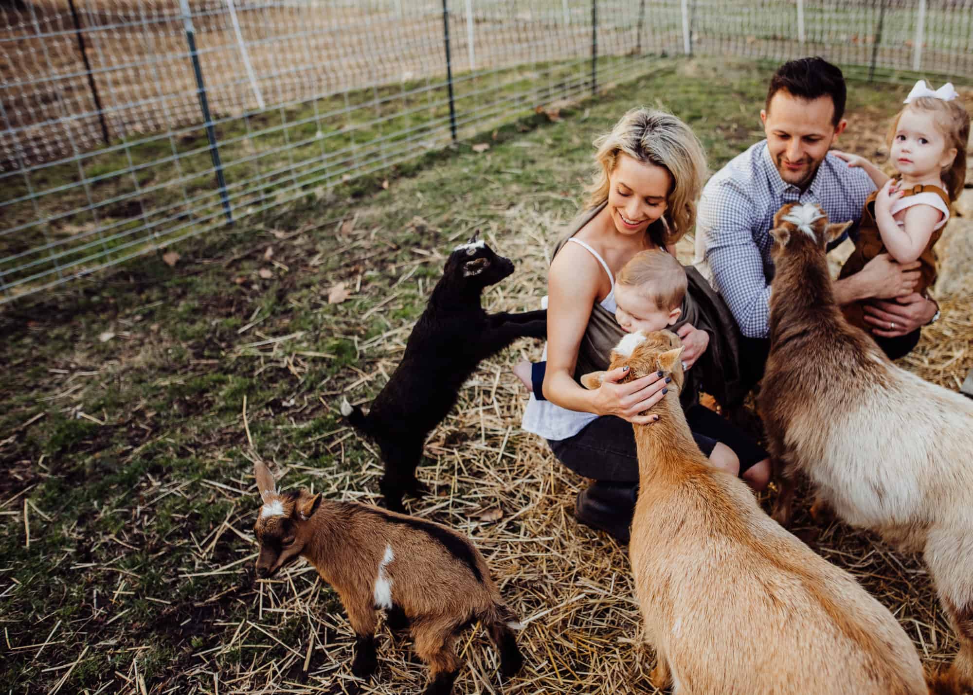 Frenchie Farm Nigerian Dwarf goats choosing a goat breed