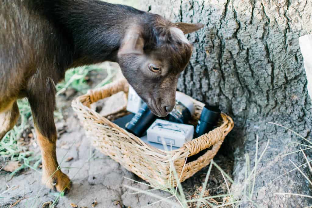 Frenchie Farm