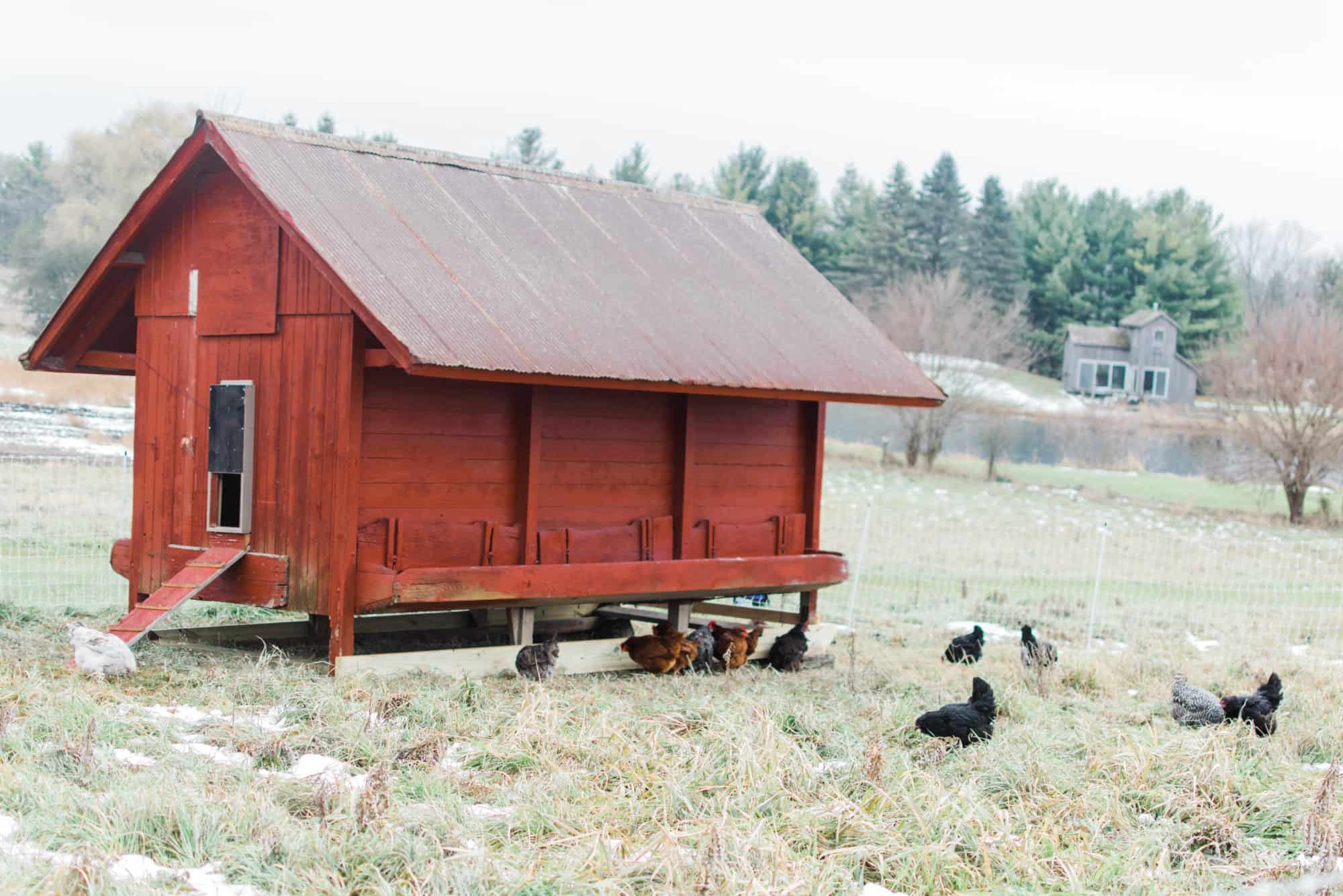 Frenchie Farm homesteading for beginners tips for starting a homestead