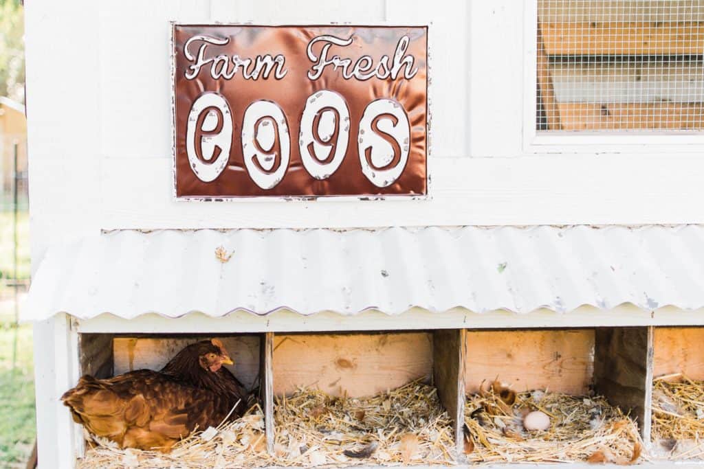 Frenchie Farm Tips for building a chicken coop