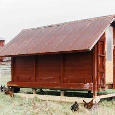 Tips for building a chicken coop