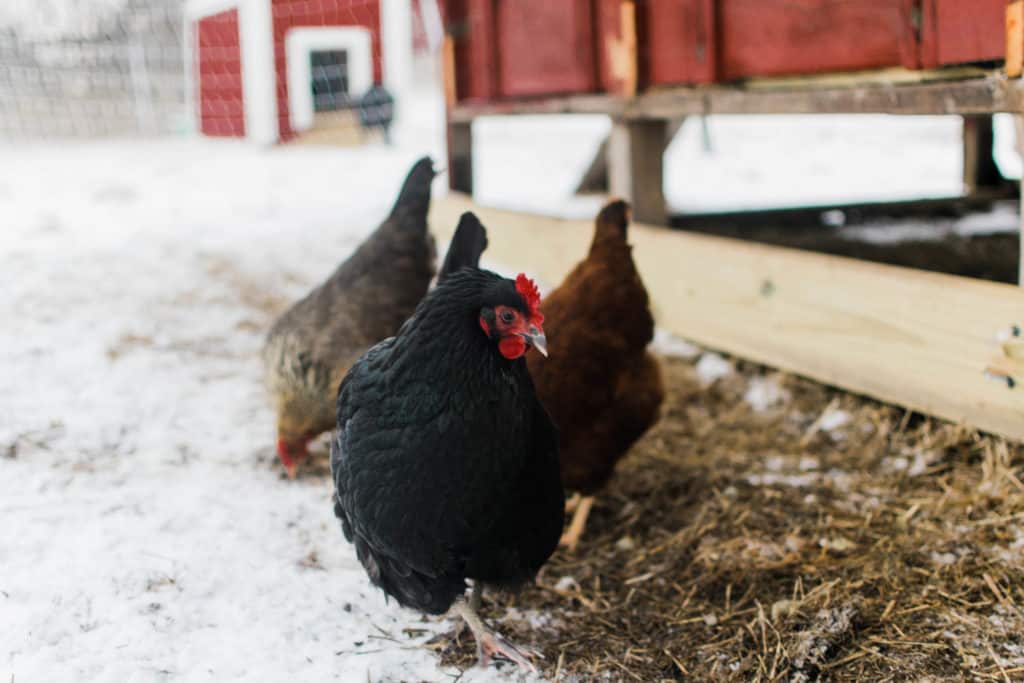 Frenchie Farm raising backyard chickens in winter