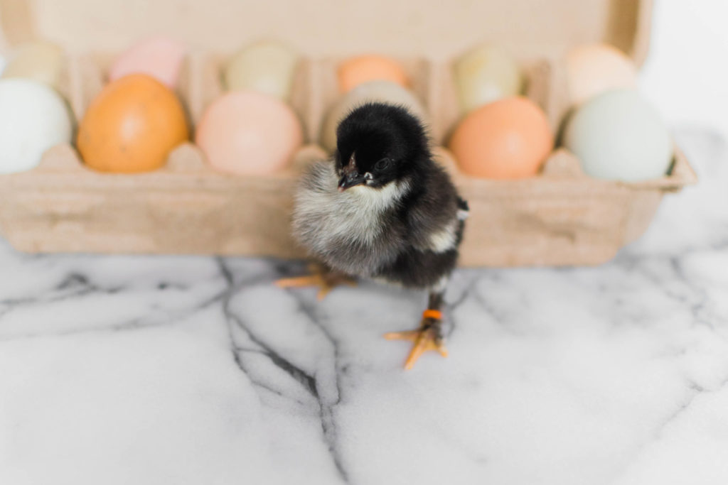 Frenchie Farm preparing for baby chicks checklist