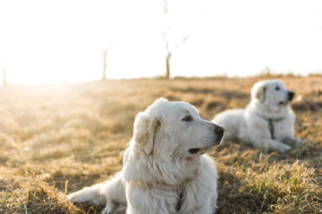 getting a livestock guardian dog LGD training tips: Frenchie Farm