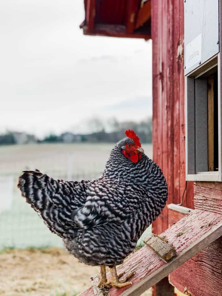 Frenchie Farm Raising backyard chickens 101