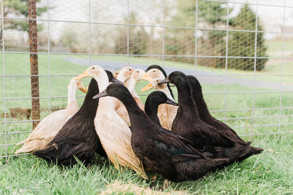 Frenchie Farm blog raising ducklings what I wish I knew before getting ducklings