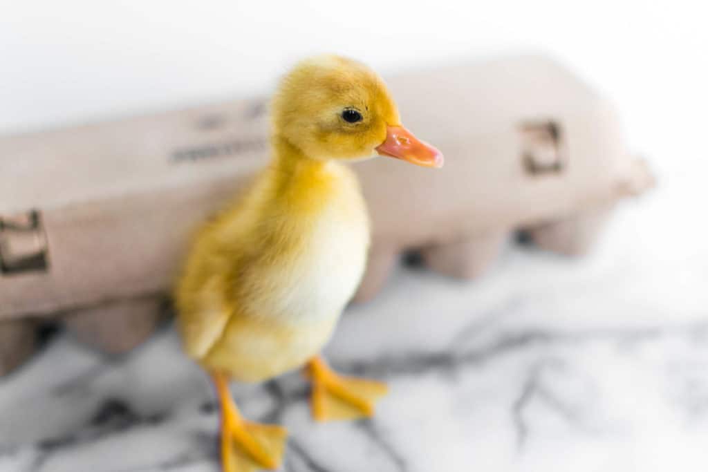 Frenchie Farm Supply list for ducklings: raising backyard ducks