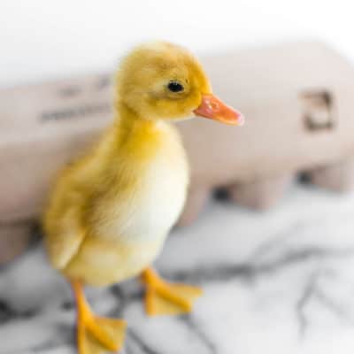 Supply list for ducklings: raising backyard ducks