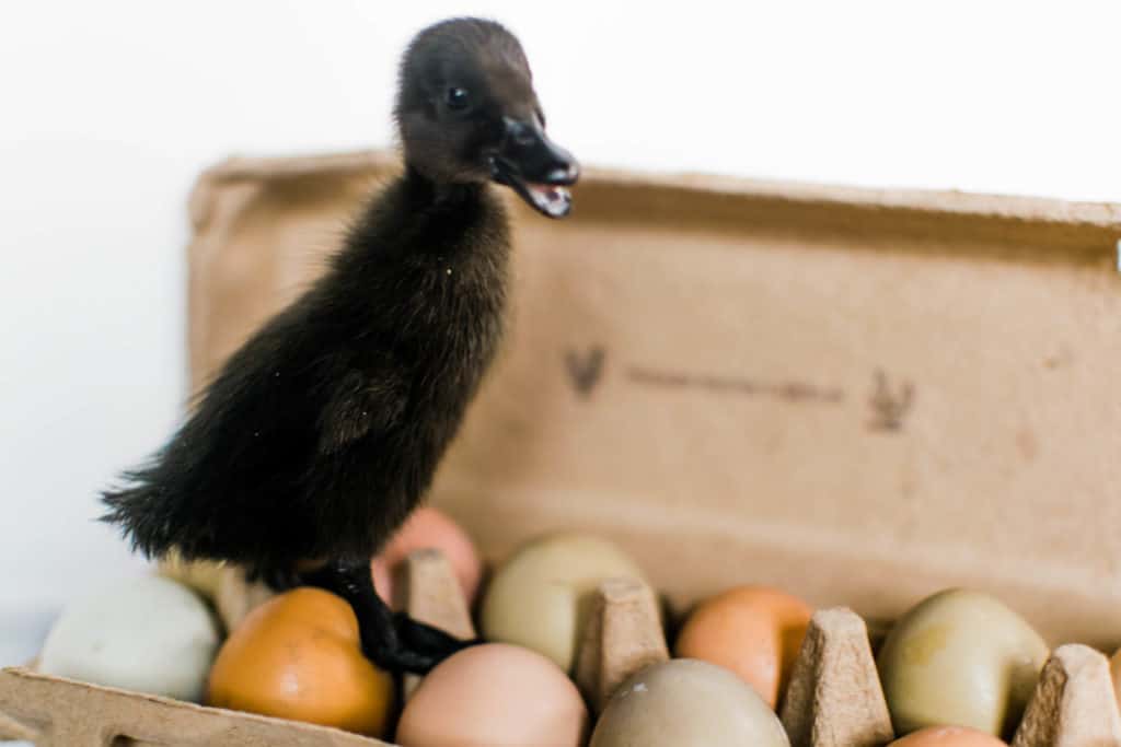 Frenchie Farm Supply list for ducklings: raising backyard ducks