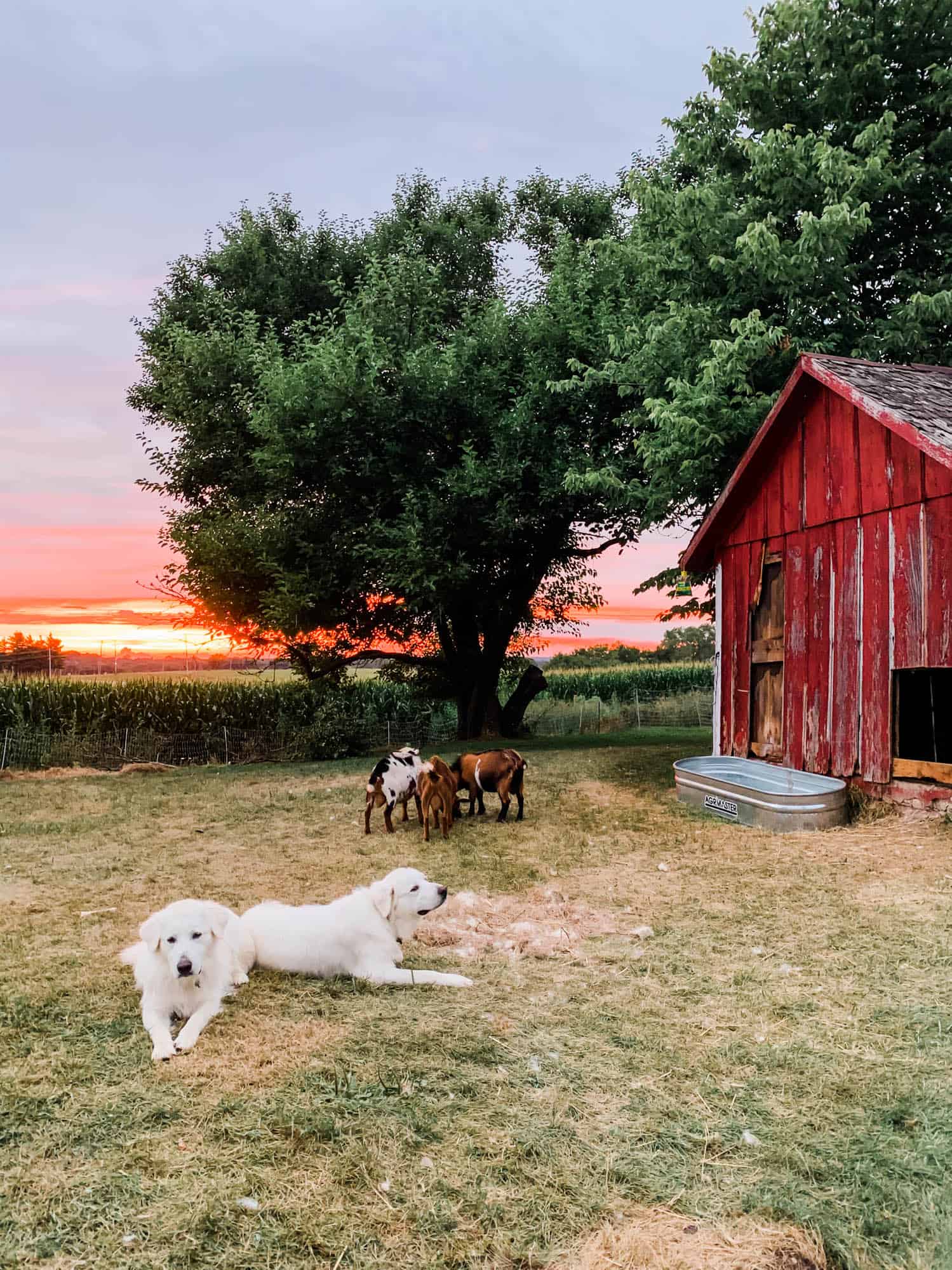 Frenchie Farm raising livestock guardian dogs